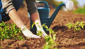 Buy-gardening-and-agricultural-tools